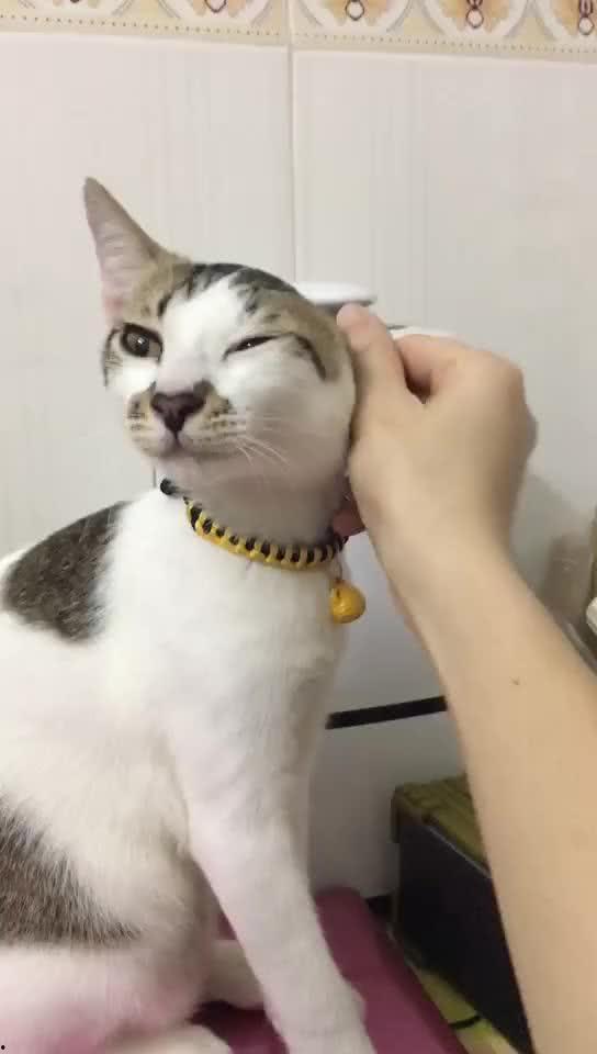 萌宠的视频,温馨瞬间，治愈你的心灵